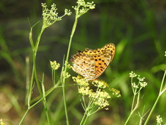 Argynnis hyperbius