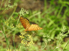 Argynnis hyperbius