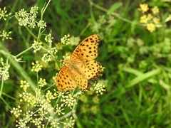 Argynnis hyperbius