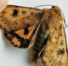 Heliothis acesias