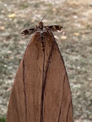 Megarhyssa macrurus macrurus