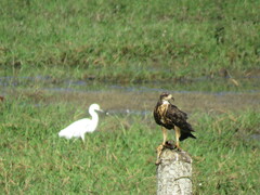 Rostrhamus sociabilis