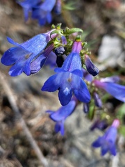 Penstemon albertinus