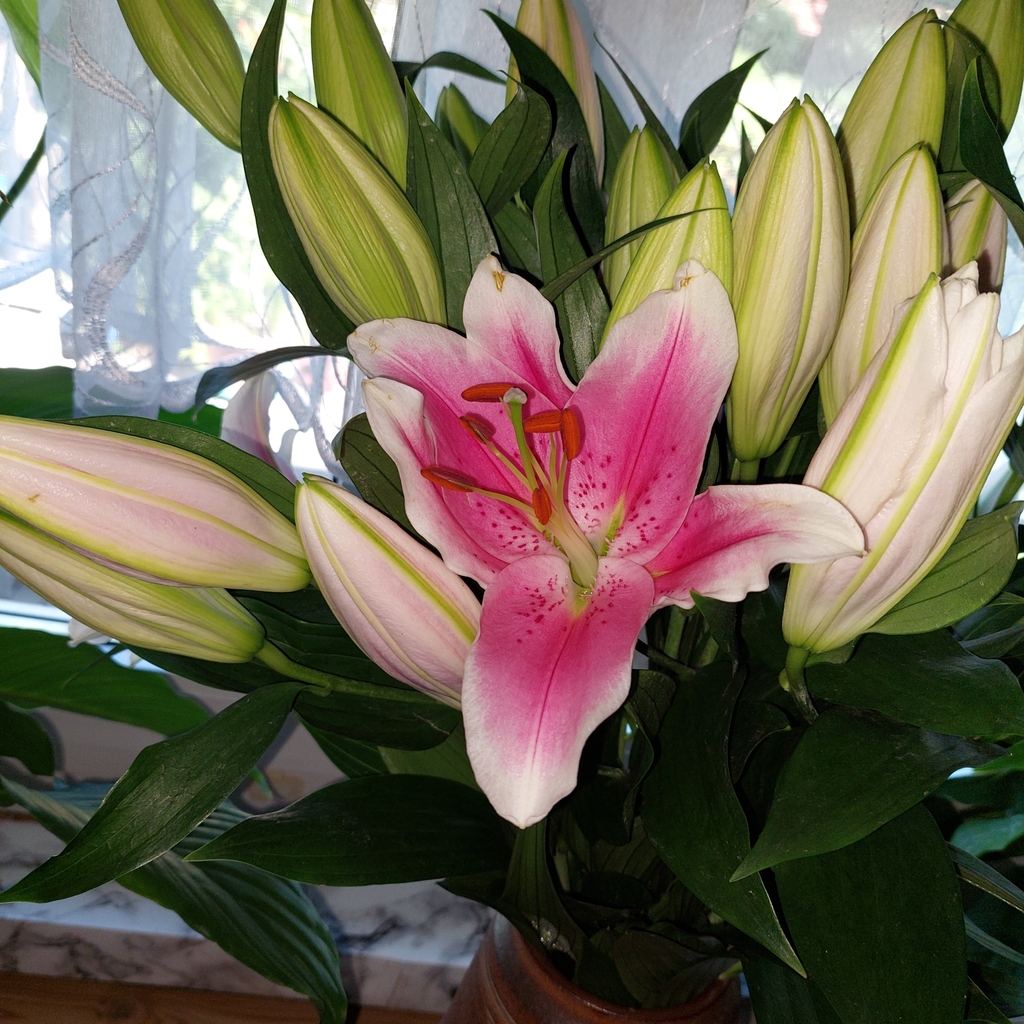 true-lilies-from-06886-lutherstadt-wittenberg-deutschland-on-august-06