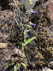 Penstemon albertinus