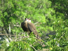 Caracara plancus