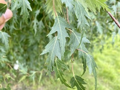 Betula