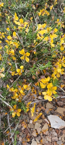 Spotty Twinleaf (Roepera maculata)