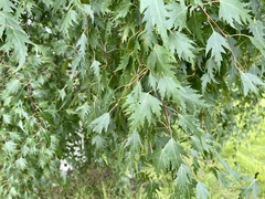 Betula