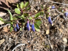 Penstemon albertinus