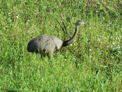 Rhea americana araneipes