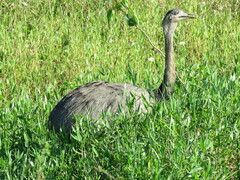 Rhea americana araneipes