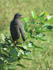 Rostrhamus sociabilis