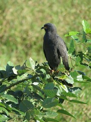 Rostrhamus sociabilis