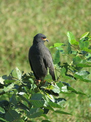 Rostrhamus sociabilis