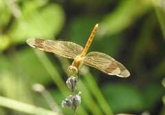 Sympetrum pedemontanum elatum
