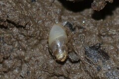 Leucophytia bidentata