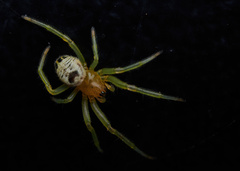 Bijoaraneus