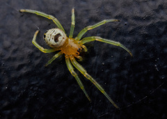 Bijoaraneus