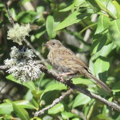 Prunella modularis mabbotti