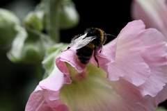 Bombus