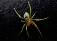 Bijoaraneus