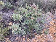 Hakea smilacifolia