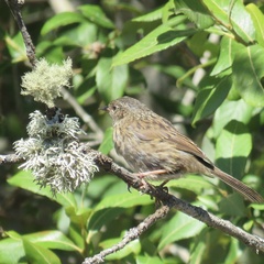 Prunella modularis mabbotti