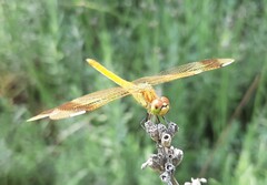 Sympetrum pedemontanum elatum