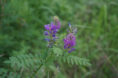 Astragalus davuricus