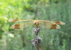 Sympetrum pedemontanum elatum