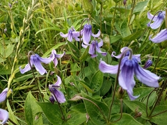 Clematis integrifolia