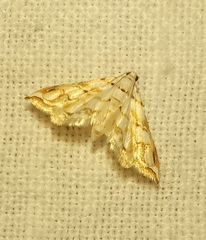 Lepidoptera