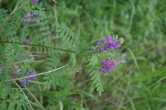 Astragalus davuricus
