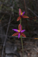 Thelymitra pulcherrima