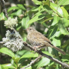 Prunella modularis mabbotti