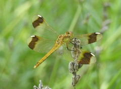 Sympetrum pedemontanum elatum