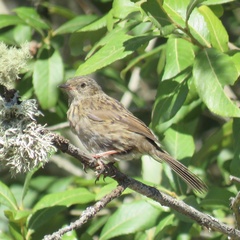 Prunella modularis mabbotti