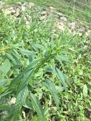 Amaranthus cannabinus