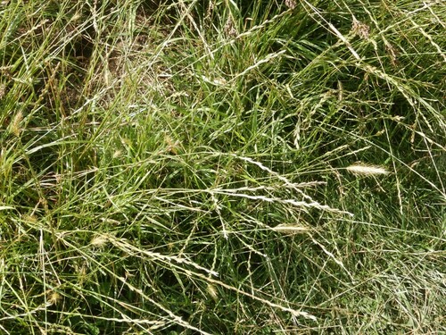 Meadow barley (Hordeum secalinum)