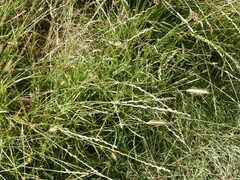Hordeum secalinum