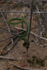 Thelymitra pulcherrima