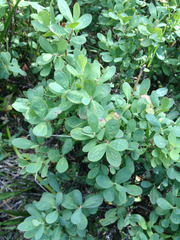Lonicera caerulea cauriana