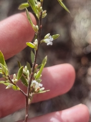 Styphelia mutica