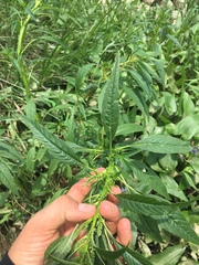 Amaranthus cannabinus