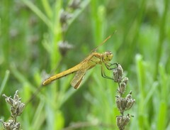 Sympetrum pedemontanum elatum