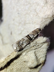Acrobasis romanella