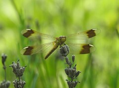 Sympetrum pedemontanum elatum