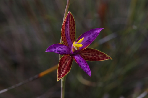 Image of Thelymitra pulcherrima by (c) Hugo Innes, some rights reserved (CC BY)