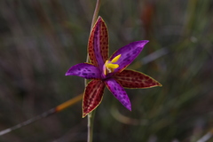 Thelymitra pulcherrima